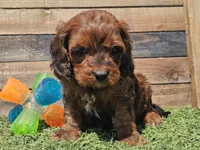 Gilligan , a male Cavapoo for sale in Boyden, IA – Photo 9 of 10