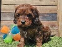 Gilligan , a male Cavapoo for sale in Boyden, IA – Photo 7 of 10