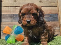 Gilligan , a male Cavapoo for sale in Boyden, IA – Photo 8 of 10