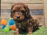 Gilligan , a male Cavapoo for sale in Boyden, IA – Photo 4 of 10