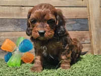 Gilligan , a male Cavapoo for sale in Boyden, IA – Photo 3 of 10