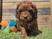 Gilligan , a male Cavapoo for sale in Boyden, IA – Photo 2 of 10