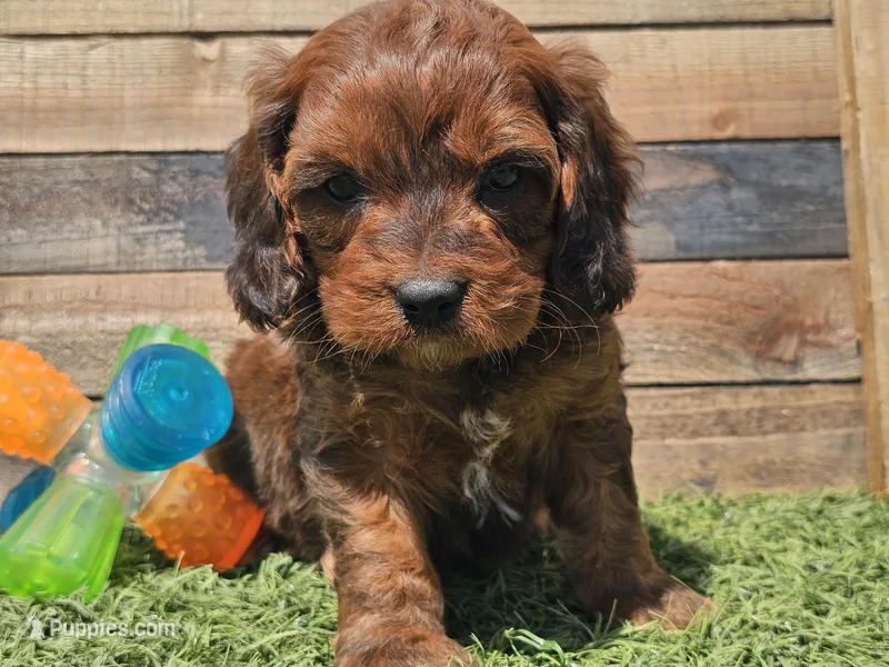 Gilligan  – Cavapoo puppy for sale in Boyden, IA