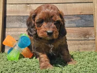 Gilligan , a male Cavapoo for sale in Boyden, IA – Photo 10 of 10