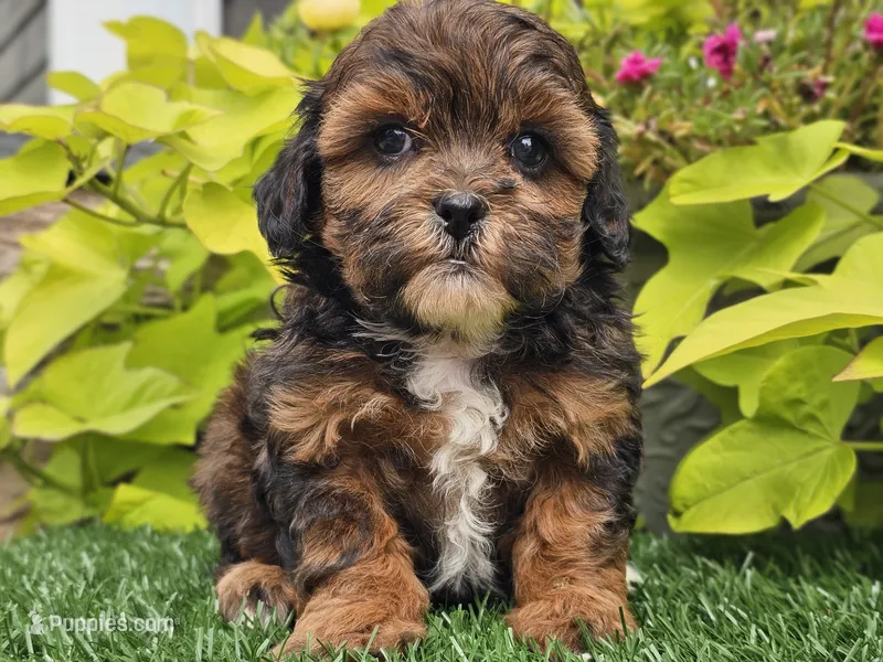 Nova – Shihpoo puppy for sale in Boyden, IA