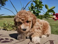 Isaac, a male Havapoo for sale in Boyden, IA – 6 of 10