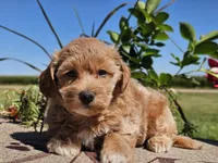 Isabella , a female Havapoo for sale in Boyden, IA – 7 of 10