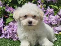 Colby, a male Havapoo for sale in Boyden, IA – 4 of 10