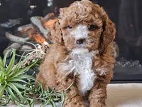 Kiwi, a male Cavapoo for sale in Boyden, IA – 5 of 10