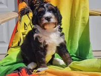 Seven, a male Miniature Bernedoodle for sale in Boyden, IA – 7 of 10