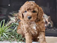 Kirby , a male Cavapoo for sale in Boyden, IA – 9 of 10