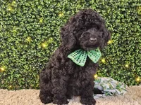 Fiebi, a female Bernedoodle for sale in Boyden, IA – Photo 5 of 10