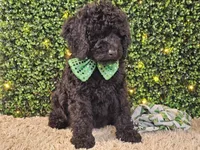 Fiebi, a female Bernedoodle for sale in Boyden, IA – Photo 3 of 10
