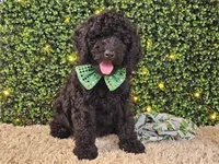 Fiebi, a female Bernedoodle for sale in Boyden, IA – Photo 8 of 10