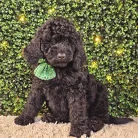 Fiebi, a female Bernedoodle for sale in Boyden, IA – Photo 10 of 10