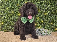 Fiebi, a female Bernedoodle for sale in Boyden, IA – Photo 9 of 10