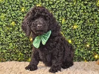 Fiebi, a female Bernedoodle for sale in Boyden, IA – Photo 4 of 10