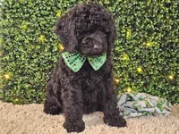Fiebi, a female Bernedoodle for sale in Boyden, IA – Photo 7 of 10