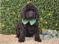 Fiebi, a female Bernedoodle for sale in Boyden, IA – Photo 6 of 10