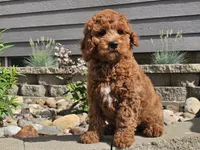 Felicia , a female Cockapoo for sale in Boyden, IA – 9 of 10