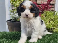 Gemma, a female Cavapoo for sale in Boyden, IA – 10 of 10