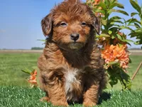 Jimmy, a male Miniature Aussiedoodle for sale in Boyden, IA – 8 of 10