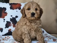 Jax, a male Miniature Goldendoodle for sale in Boyden, IA – 3 of 10