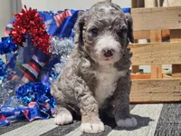 Keksi, a female Bernedoodle for sale in Boyden, IA – 3 of 10