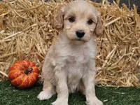 Sierra , a female Goldendoodle for sale in Boyden, IA – 8 of 10