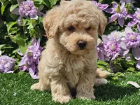 Colt, a male Havapoo for sale in Boyden, IA – 3 of 10
