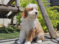 Halli, a female Miniature Aussiedoodle for sale in Boyden, IA – 9 of 10