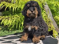 Suki, a male Miniature Bernedoodle for sale in Boyden, IA – 3 of 9