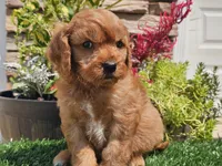 Gibson, a male Cavapoo for sale in Boyden, IA – 9 of 10