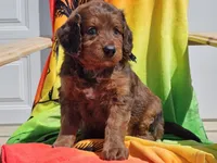 Sultan, a male Miniature Bernedoodle for sale in Boyden, IA – 3 of 10