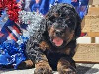 Kalla, a female Bernedoodle for sale in Boyden, IA – 9 of 10