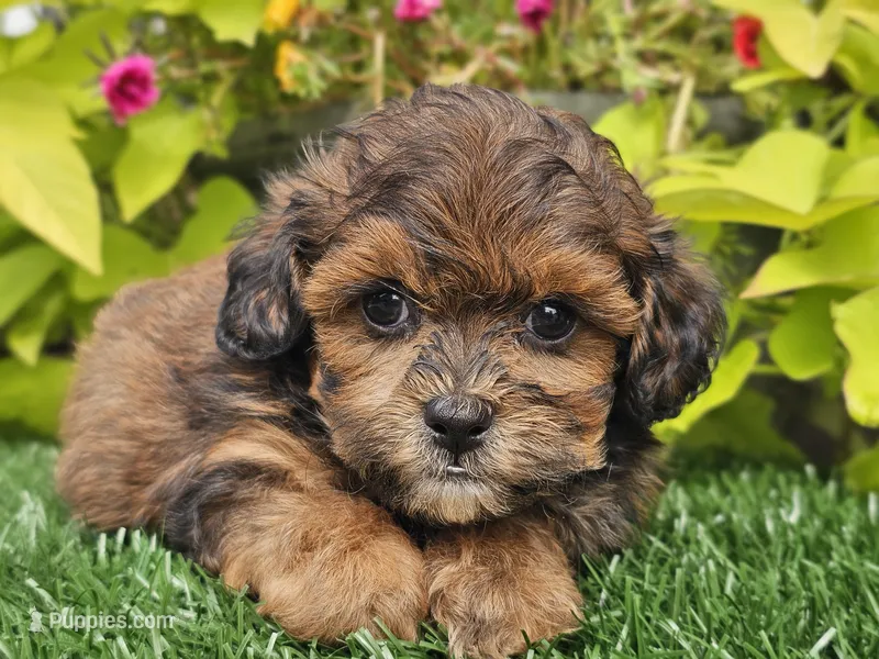 Neo – Shihpoo puppy for sale in Boyden, IA