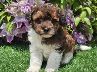 Scotty, a male Havapoo for sale in Boyden, IA – 6 of 10