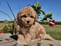 Imani , a male Havapoo for sale in Boyden, IA – 2 of 10