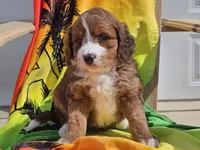 Sailor, a female Miniature Bernedoodle for sale in Boyden, IA – 5 of 10