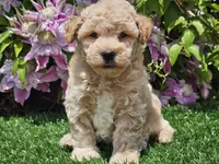 Sunny, a male Havapoo for sale in Boyden, IA – 7 of 10