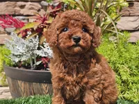 Destiny, a female Poodle - Miniature  for sale in Boyden, IA – 8 of 10