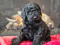 Fiebi, a female Bernedoodle for sale in Boyden, IA – Photo 3 of 10