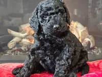 Fiebi, a female Bernedoodle for sale in Boyden, IA – Photo 4 of 10