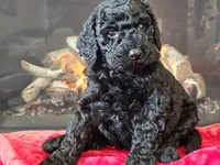 Fiebi, a female Bernedoodle for sale in Boyden, IA – Photo 1 of 10