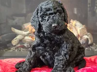 Fiebi, a female Bernedoodle for sale in Boyden, IA – Photo 8 of 10