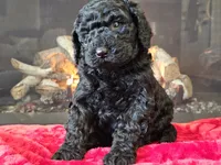 Fiebi, a female Bernedoodle for sale in Boyden, IA – Photo 2 of 10