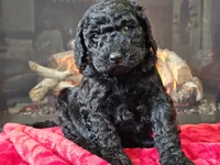 Fiebi, a female Bernedoodle for sale in Boyden, IA – Photo 9 of 10