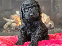 Fiebi, a female Bernedoodle for sale in Boyden, IA – Photo 5 of 10