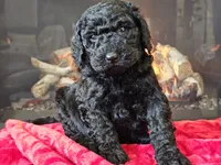 Fiebi, a female Bernedoodle for sale in Boyden, IA – Photo 10 of 10