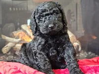 Fiebi, a female Bernedoodle for sale in Boyden, IA – Photo 6 of 10